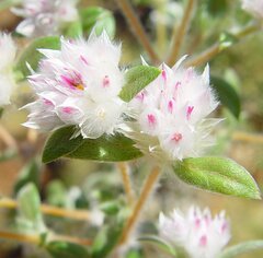 Gomphrena cunninghamii