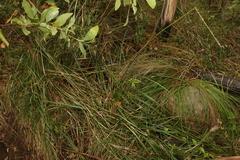 Carex declinata