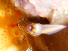 Hypselodoris whitei