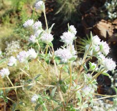 Gomphrena cunninghamii