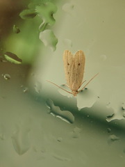 Glyphidocera