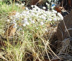 Gomphrena cunninghamii
