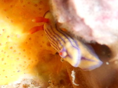 Hypselodoris whitei