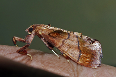 Sacada