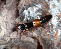 Nudobius cephalus