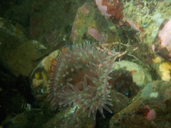 Urticina clandestina