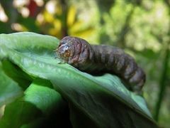 Spodoptera littoralis