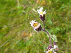 Erigeron elatus