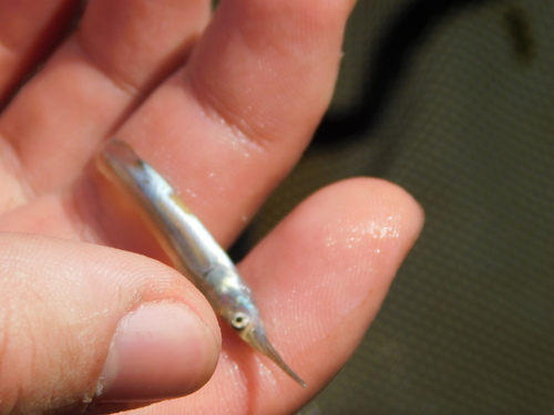 Freshwater halfbeak (Dermogenys pusilla) — Zenarchopteridae — 3
