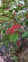 Rhododendron prunifolium