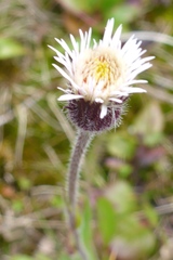 Erigeron elatus