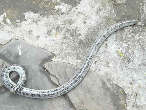 Afrotyphlops dinga