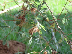 Mimosa adpressa