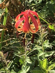 Lilium pyrophilum