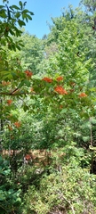 Rhododendron prunifolium