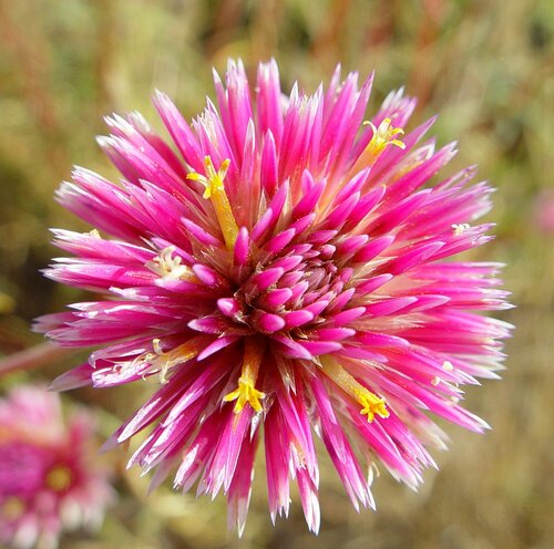 Gomphrena canescens R.Br.