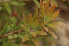 Melaleuca comboynensis
