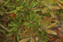 Melaleuca comboynensis