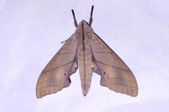 Marumba cristata