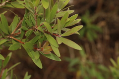Melaleuca comboynensis