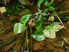 Pontederia vaginalis