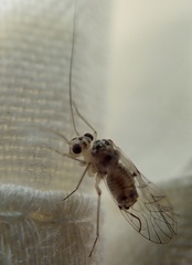Teliapsocus