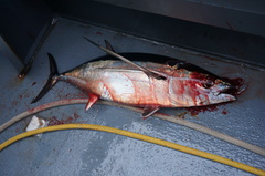 Thunnus alalunga