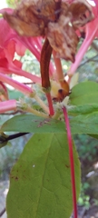 Rhododendron prunifolium