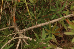 Melaleuca comboynensis