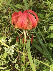 Lilium pyrophilum