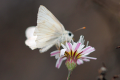 Heliopetes ericetorum