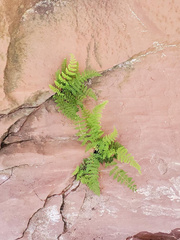 Myriopteris fendleri