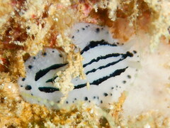 Phyllidiopsis xishaensis