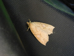 Olulis puncticinctalis