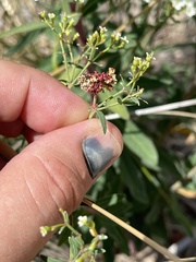 Aculops euphorbicolus