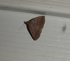 Zanclognatha obscuripennis