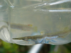Dermogenys pusilla