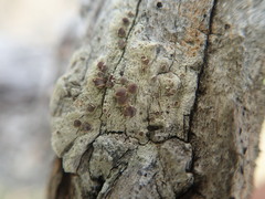 Lecanora flavopallida