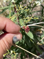 Aculops euphorbicolus