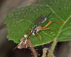 Polycyrtus neglectus