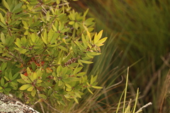 Melaleuca comboynensis
