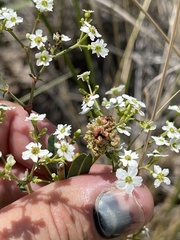 Aculops euphorbicolus