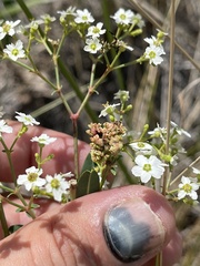 Aculops euphorbicolus