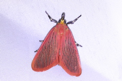 Arctioblepsis