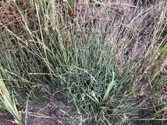Muhlenbergia richardsonis
