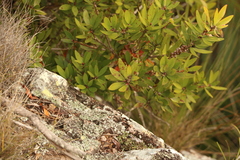 Melaleuca comboynensis