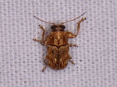 Pachybrachis texanus