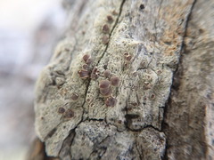 Lecanora flavopallida