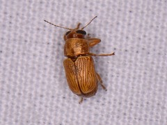 Pachybrachis turbidus