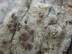 Lecanora flavopallida